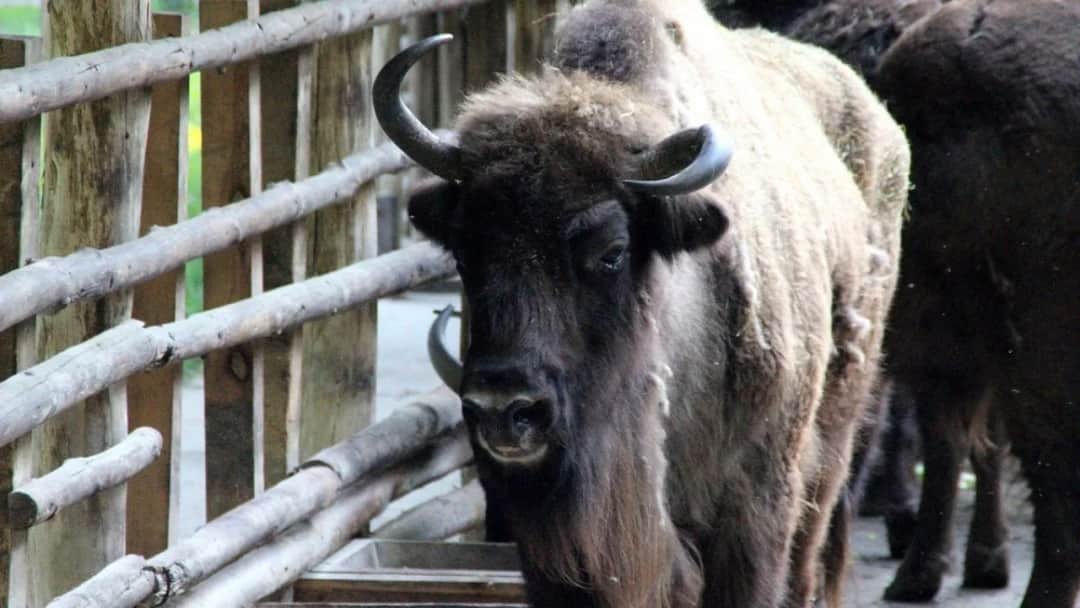 Żubry w Gołuchowie: Spotkaj króla polskich puszcz na żywo